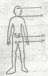 The function of the structure labelled I is to